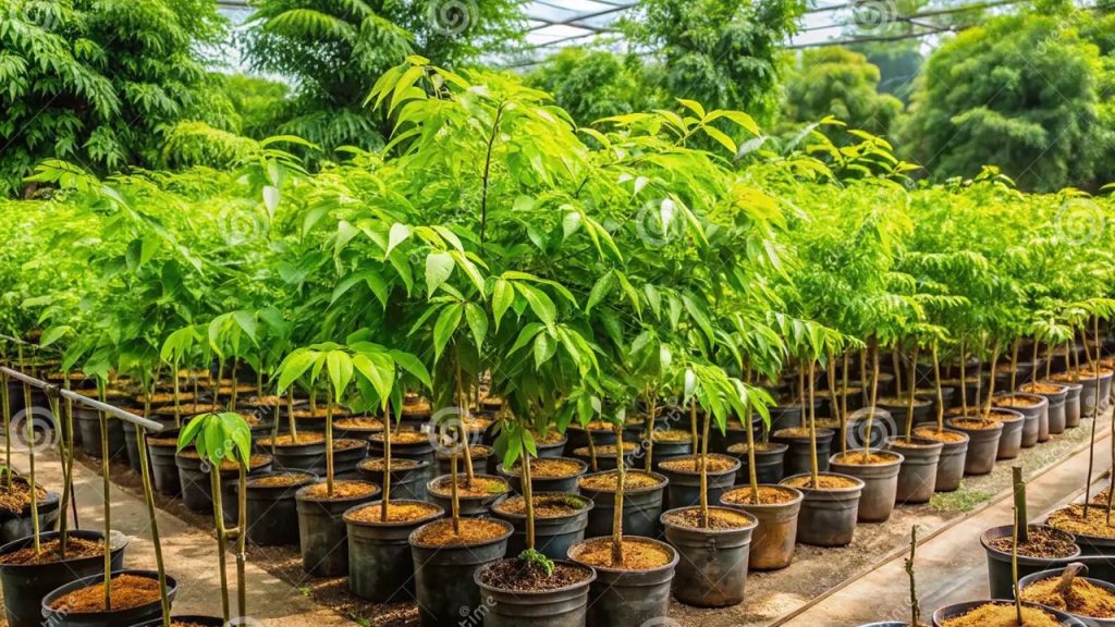 Pitru Paksha 2025 Plants: पितृ पक्ष में लगायें ये पौधे, मिलेगा पितरों का आशीर्वाद  