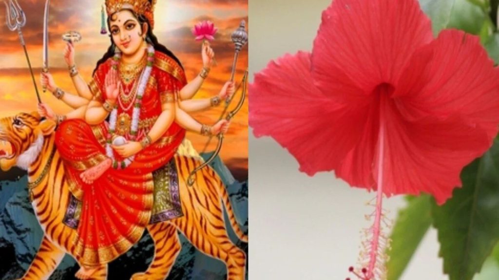  Shardiya Navratri 2025 Flowers: नवरात्रि के नौ दिन, नौ देवियों को चढ़ाएं ये नौ फूल, माता होंगी प्रसन्न 