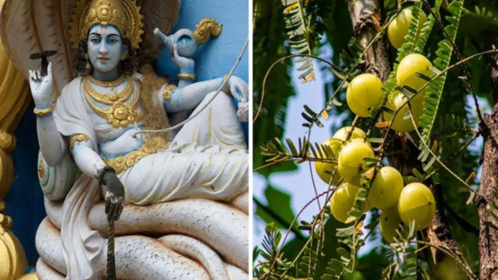     Amla Navmi 2025: इस दिन है आवंला नवमी, जरूर करें ये काम बनी रहेगी समृद्धि 