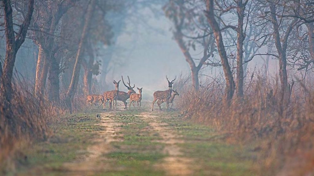   Hidden Forests in Delhi: दिल्ली के नजदीक हैं ये पांच छुपे हुए वन क्षेत्र, एक बार जरूर जाएं 