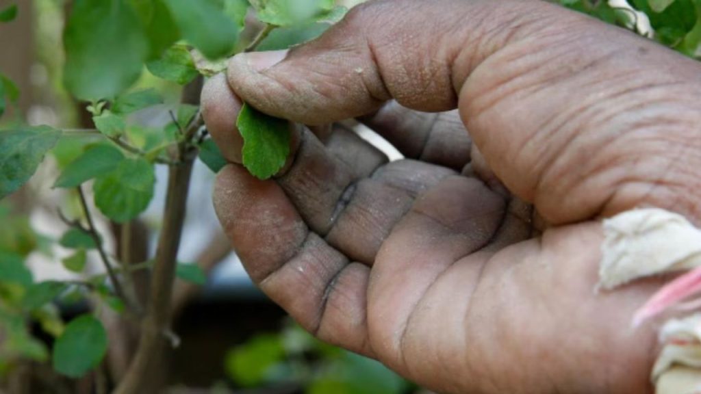 Devuthani Ekadashi 2025: साल की सबसे बड़ी एकादशी के दिन भूलकर भी ना करें ये 5 काम