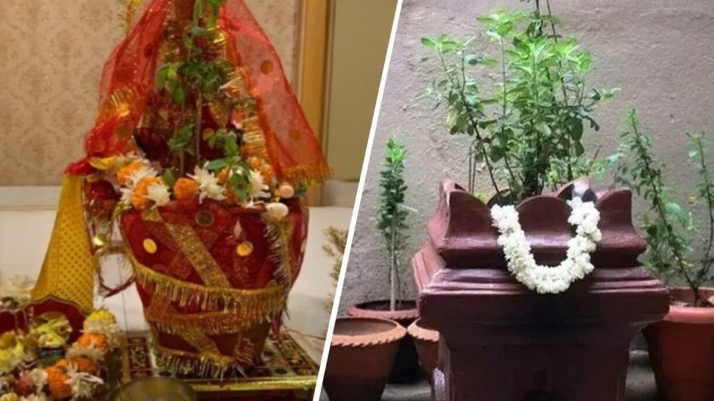 Tulsi Vivaah 2025: इस दिन होगी तुलसी विवाह, जानिए कैसे करें घर पर विधिवत पूजा