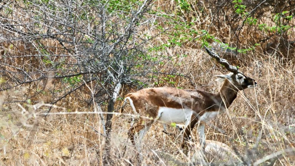 Hidden Forests in Delhi: दिल्ली के नजदीक हैं ये पांच छुपे हुए वन क्षेत्र, एक बार जरूर जाएं 