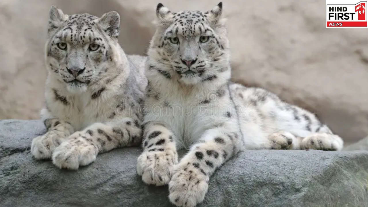 Largest National Park: ये है भारत का सबसे बड़ा नेशनल पार्क, स्नो लेपर्ड के लिए है मशहूर, जरूर देखें