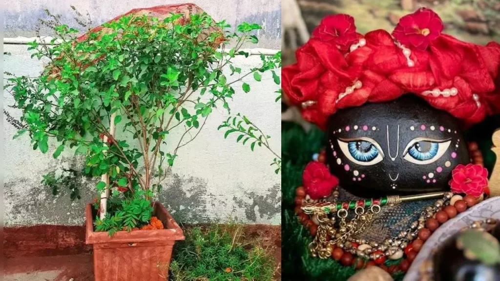 Tulsi Vivah 2025: तुलसी विवाह पर किया गया ये छोटा सा उपाय आपको बनाएगा मालामाल   