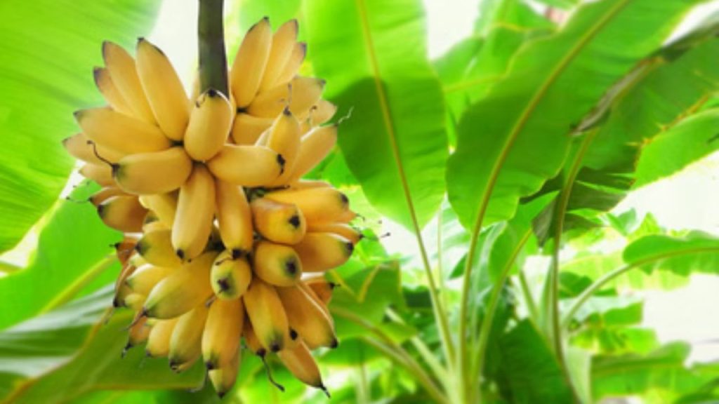 Guruwar Ke Upaay:  गुरुवार के दिन क्यों केला दान करने का है विशेष महत्व, जानिए मान्यताएं