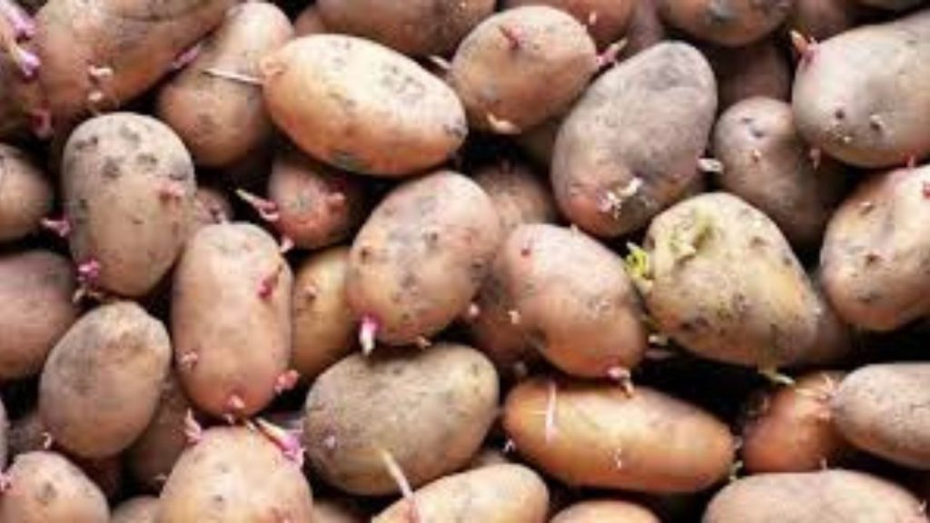 Health Ki Baten: सावधान! आज ही बंद करें अंकुरित आलू का सेवन हो सकता है कैंसर , जानिए अन्य और कारक