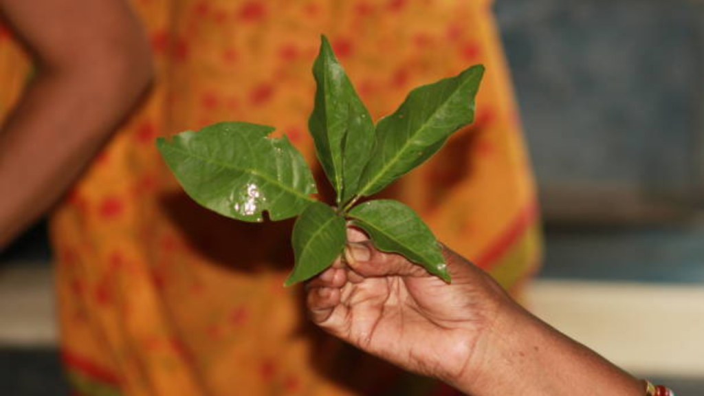 Bael leaves Benefits: बेल की पत्तियों में छुपा है सेहत का ख़जाना, रोज सुबह चबाएं और देखें कमाल   