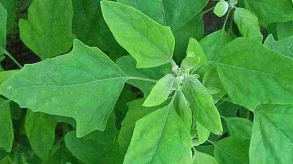   Health Ki Baten: बथुआ साग में छुपा है सेहत का खज़ाना, बच्चों से लेकर बूढ़ों तक के लिए फायदेमंद 