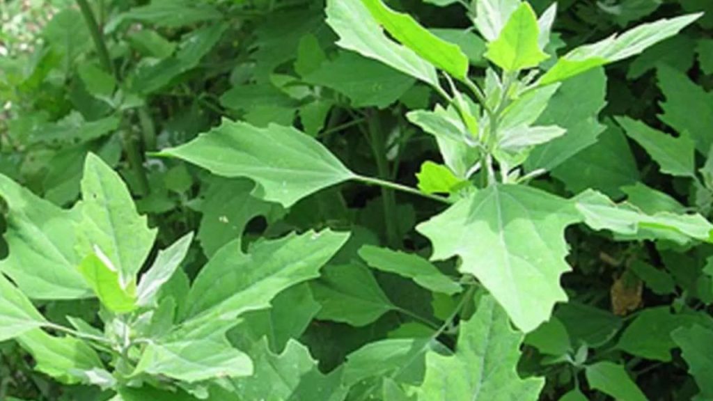   Health Ki Baten: बथुआ साग में छुपा है सेहत का खज़ाना, बच्चों से लेकर बूढ़ों तक के लिए फायदेमंद