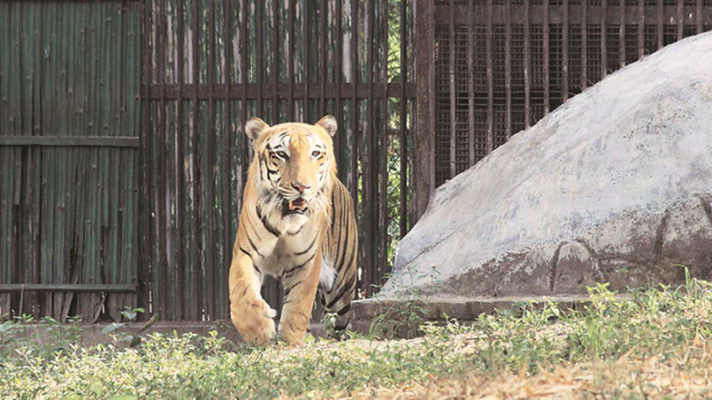 Delhi Zoo: दो महीने बंद रहने के बाद दिल्ली चिड़ियाघर फिर से खुला, जानें क्या है नया   