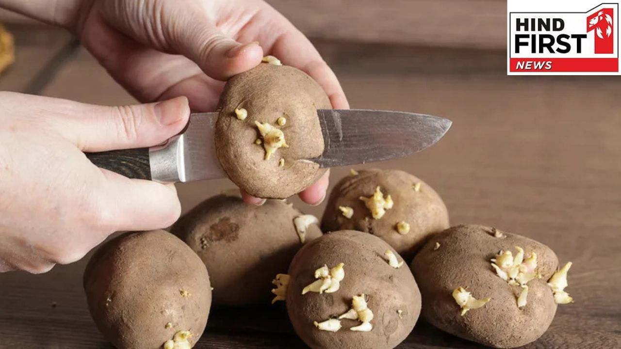Sehat Ki Baten: सावधान! आज ही बंद करें अंकुरित आलू का सेवन हो सकता है कैंसर , जानिए अन्य और कारक