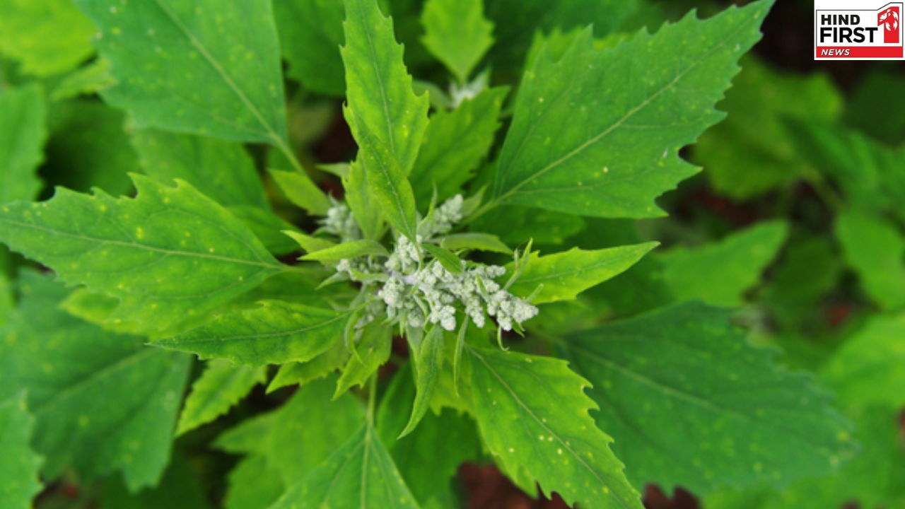 बथुआ साग है सर्दियों का वरदान; खाने से इम्यूनिटी होगी मजबूत, डाइजेशन रहेगा फिट