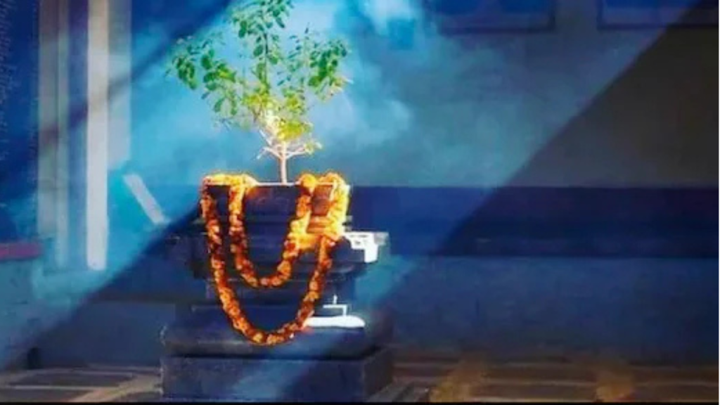 Tulsi Pujan Diwas 2025: तुलसी पूजन दिवस आज, जानें तुलसी पूजा का अनुष्ठान और आध्यात्मिक महत्व  